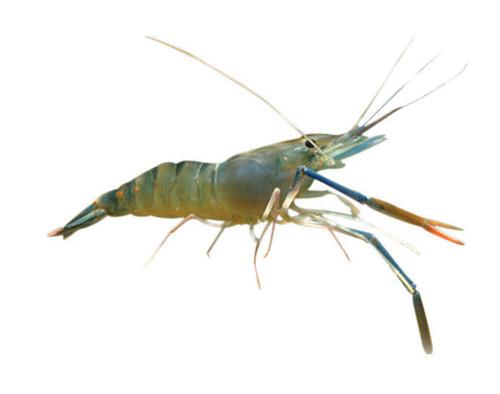 大（dà）頭蝦_深圳市偉（wěi）泰發餐飲管理有限公（gōng）司