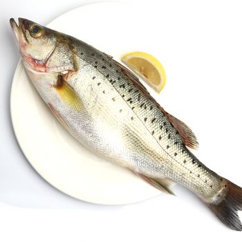 深圳市偉泰發餐（cān）飲管理有限（xiàn）公司-鱸魚配送