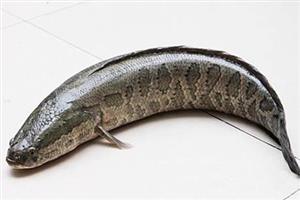 深圳市偉泰發餐飲管理有限公司-生魚