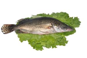 深圳市偉（wěi）泰發（fā）餐飲管理有限公司-桂花魚