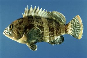 深圳市（shì）偉泰發餐飲管理（lǐ）有限公（gōng）司-石斑魚