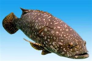 深圳市偉泰發餐（cān）飲管理有（yǒu）限公司-龍躉