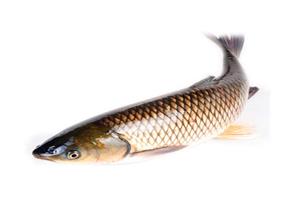 深（shēn）圳市偉泰發餐飲管理有限公（gōng）司-草（cǎo）魚