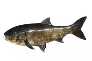 深（shēn）圳市偉泰發餐飲（yǐn）管理有限公司-大頭魚（yú）