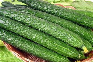 青瓜_深圳市偉泰發餐飲管理有限公司