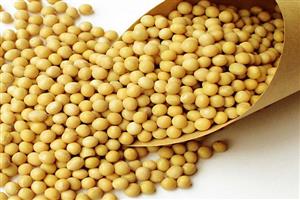 深圳市偉泰發餐飲管理有限（xiàn）公司-黃豆