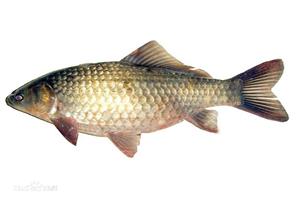 深圳市偉泰發餐飲管理有限公司-鯽魚