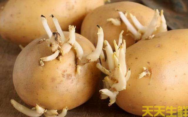 土豆發芽了還能吃（chī）嗎？(圖1)