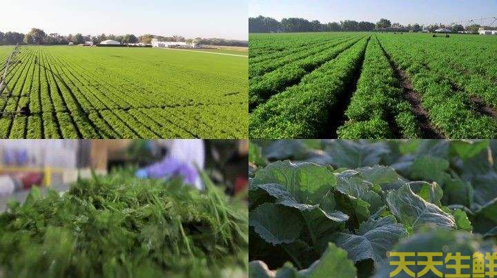 2022年蔬菜為什麽這麽貴(圖1)