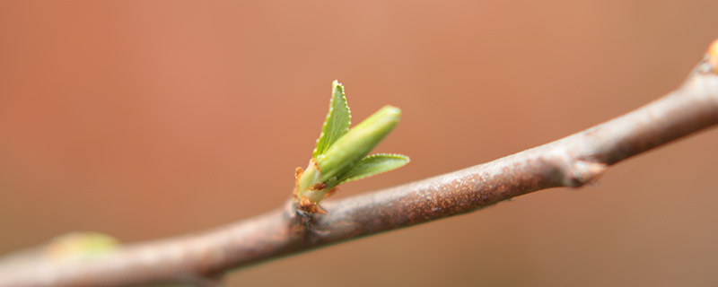 立春的含義是什麽意思