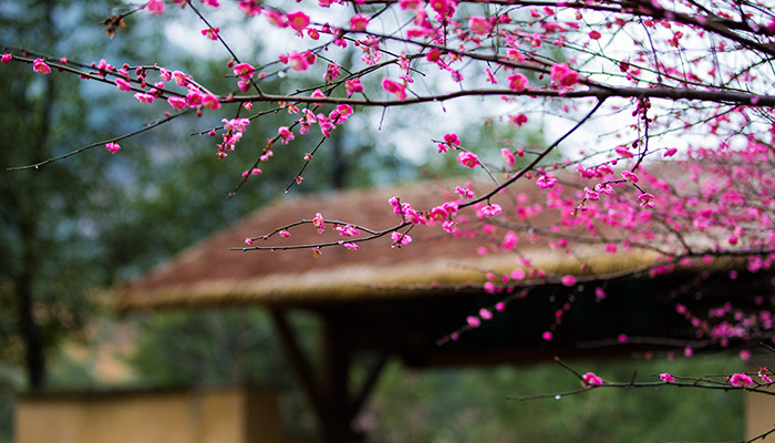 立春的含義是什麽意思