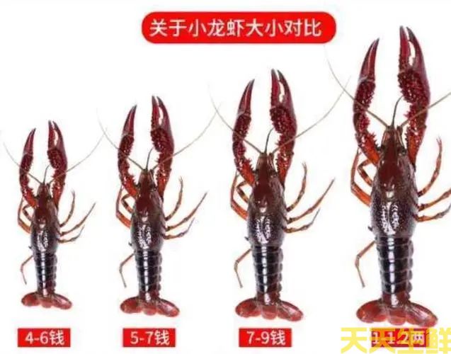 廣州（zhōu）送菜公司帶你（nǐ）詳細認（rèn）識小龍蝦(圖2)