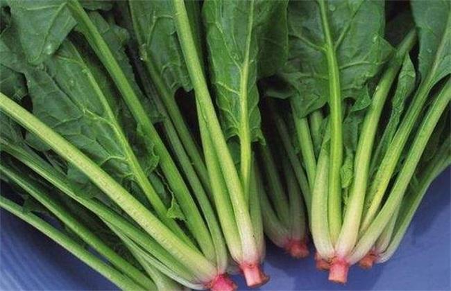 東莞蔬菜配送公司教（jiāo）你（nǐ）菠菜如何挑選（xuǎn）新鮮（xiān）