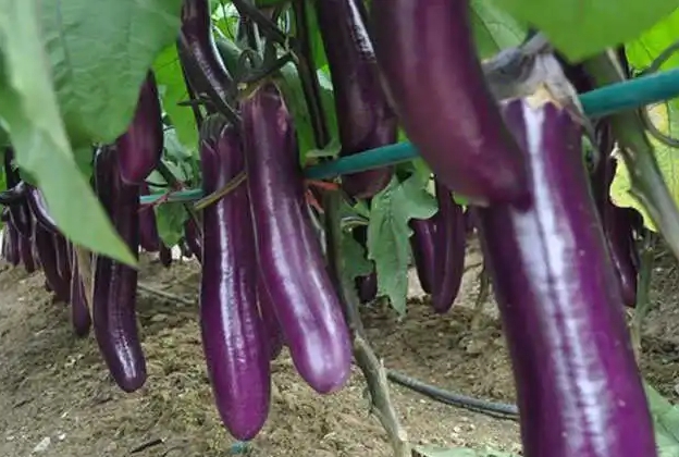 深圳送菜公（gōng）司 茄子怎麽（me）搭配營（yíng）養更（gèng）豐富