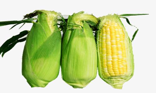 送菜公司分享食用玉（yù）米的好處